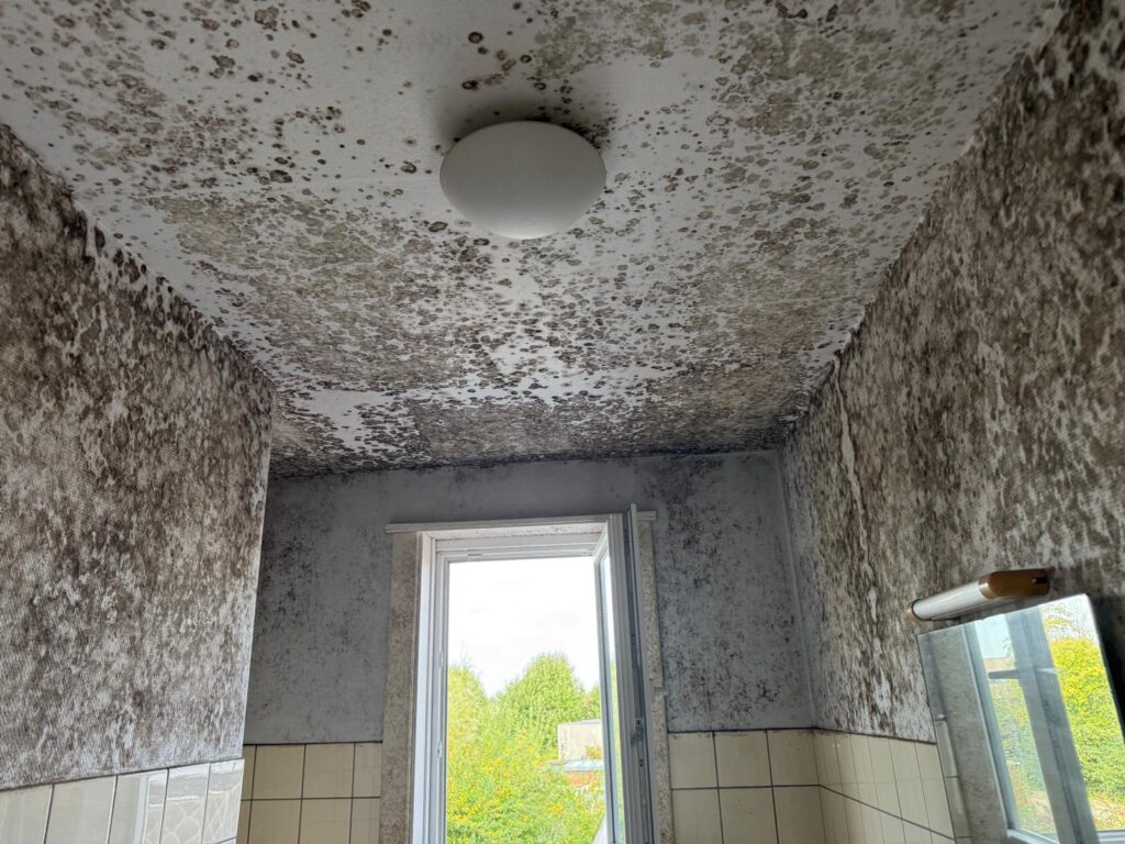 schimmel verwijderen