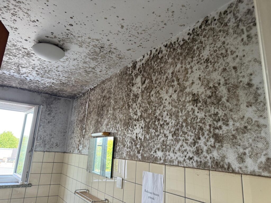 schimmel verwijderen