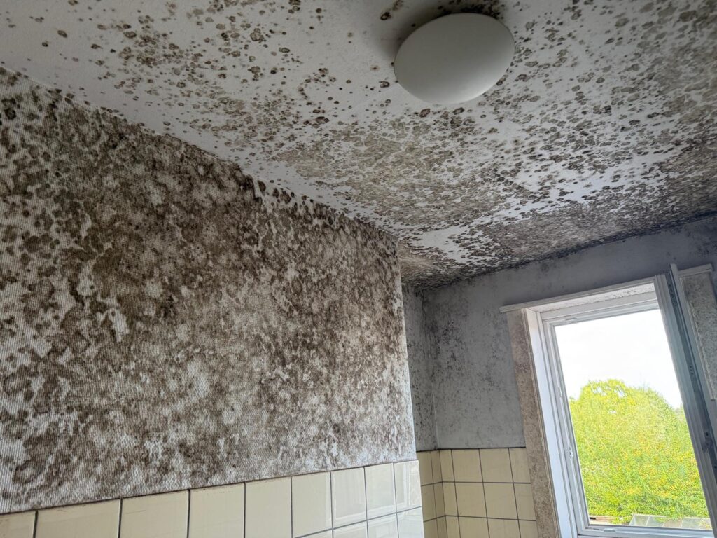 schimmel verwijderen